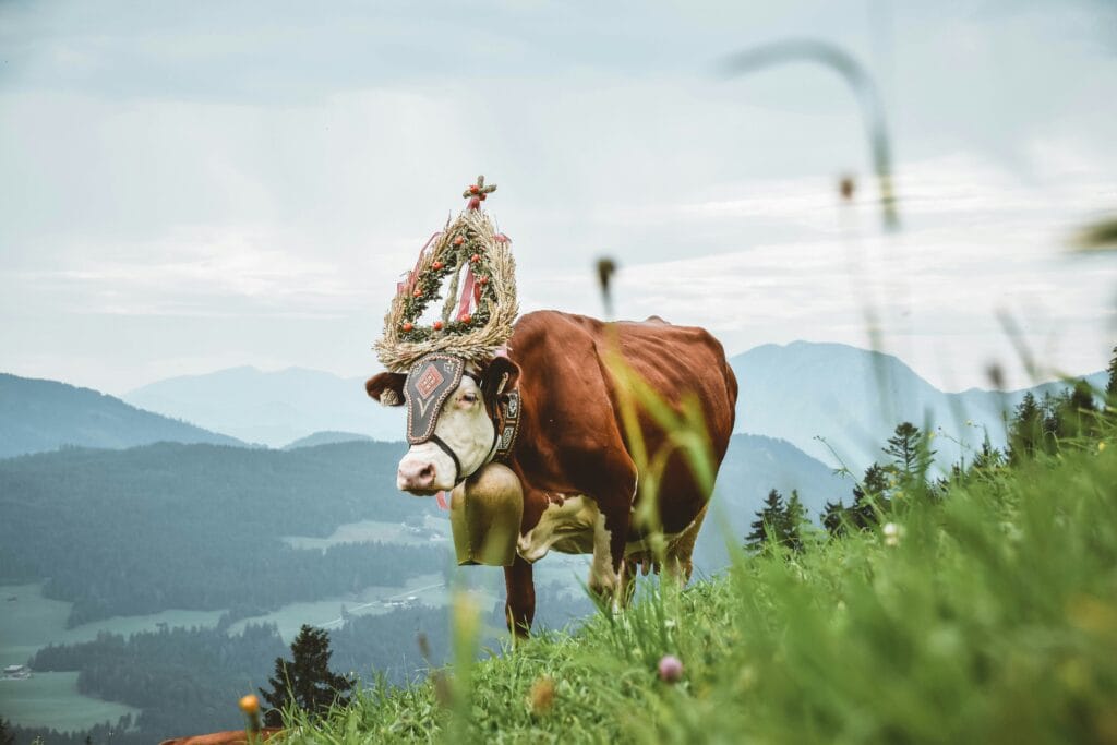 stephan-seeber-mHcm4Bcu-Gs-unsplash Cow parading through mountains with flower crown