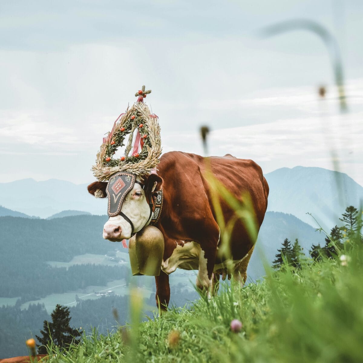 Cow parading through mountains with flower crown